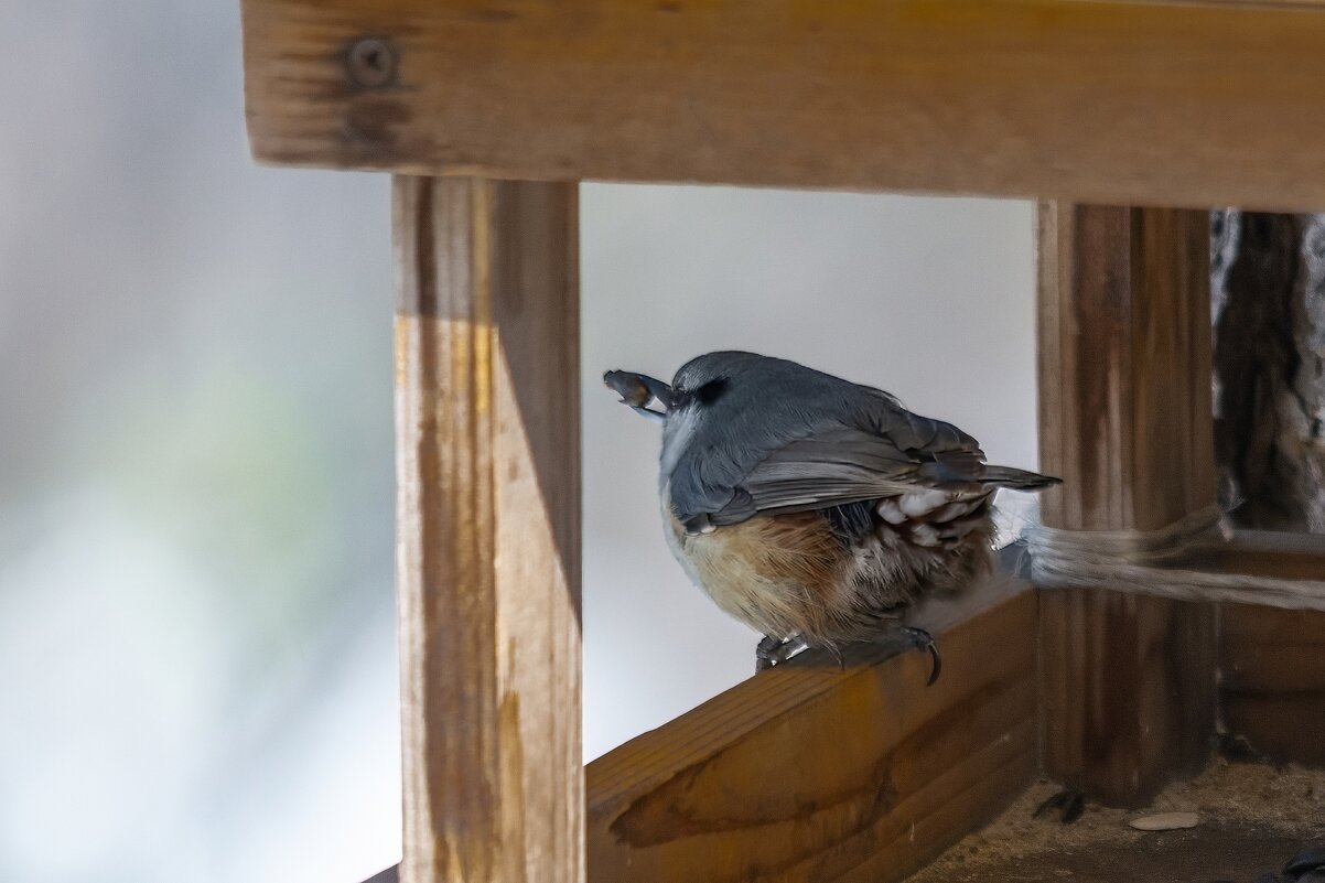 Поползень - Виктор Иванович Чернюк