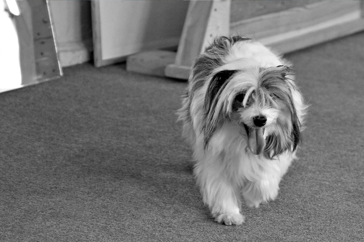 Как похудеть весной (способ не для людей) (1) - Игорь Парв Как похудеть весной (способ не для людей) (1) - Игорь Парв