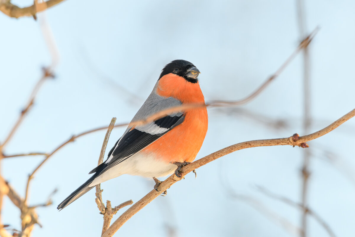Обыкновенный снегирь - Дарья Меркулова Обыкновенный снегирь - Дарья Меркулова
