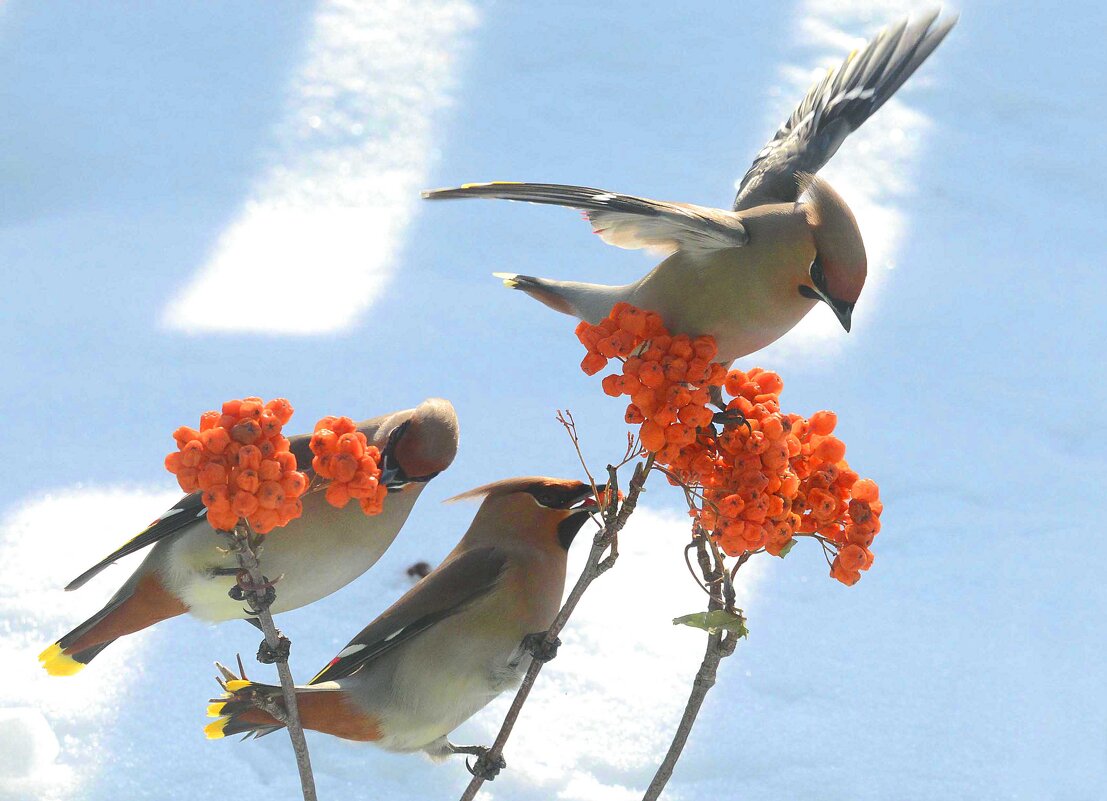 Зимняя рябина - Михаил Белоусов