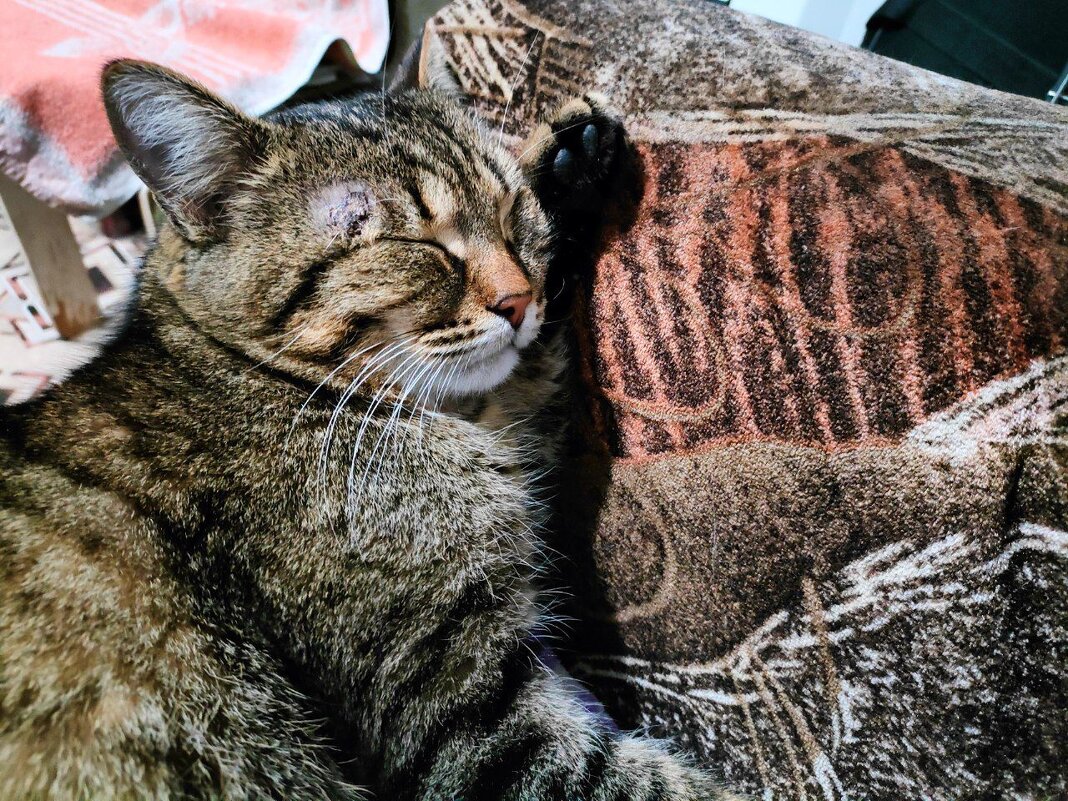 Барни - Наталья (ShadeNataly) Мельник