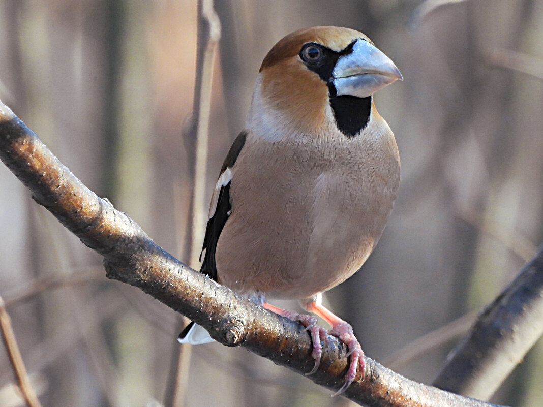 Дубонос - Лина Дубонос - Лина