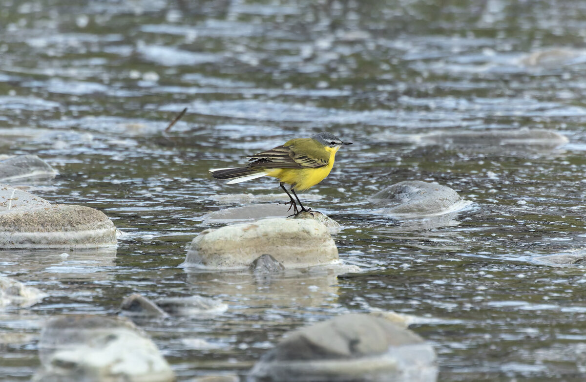 желтая трясогузка - юрий макаров