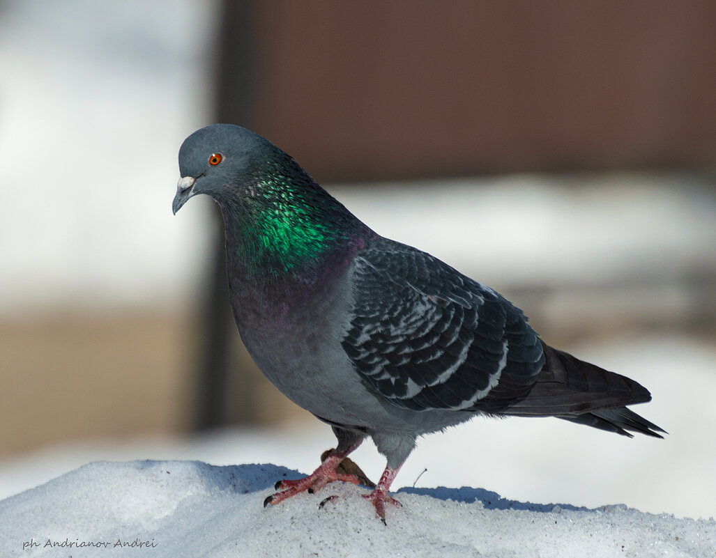 *** - Андрей Андрианов