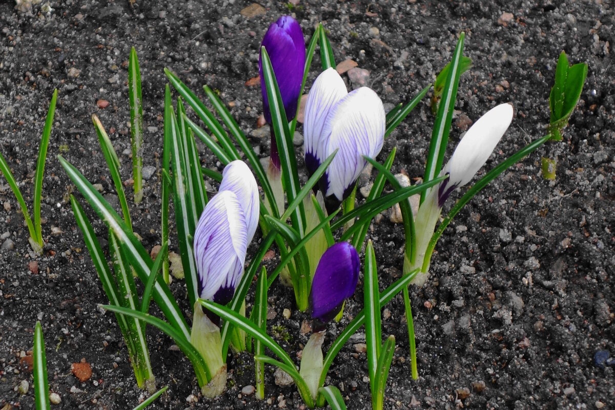 Крокусы - Рита Симонова