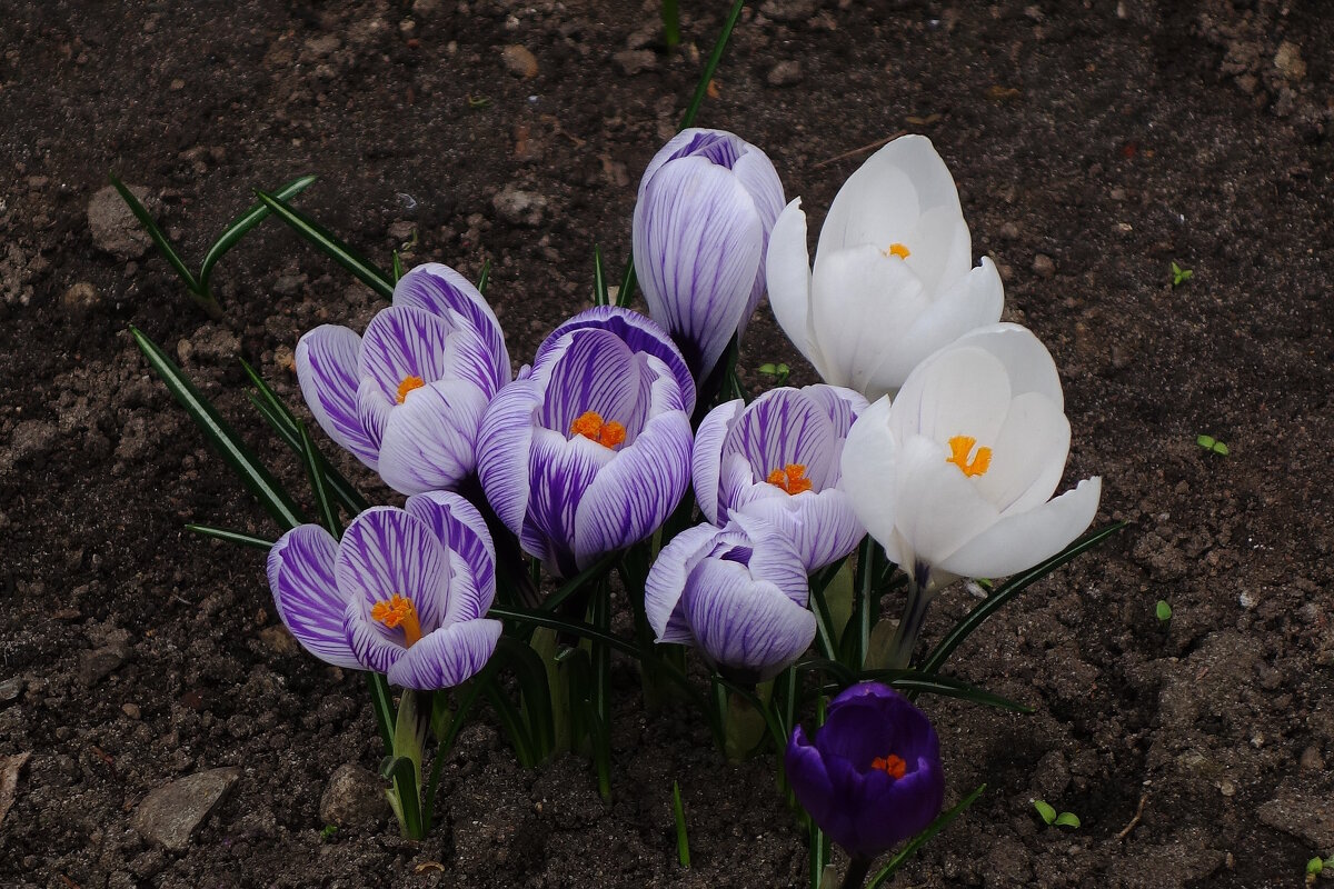 Крокусы - Рита Симонова