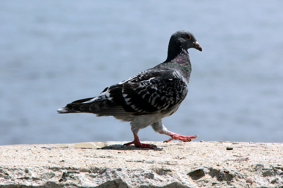 С левой лапы Шаго-о-ом марш! - Сергей Сомихин
