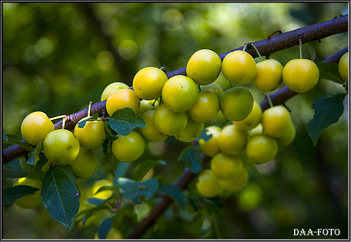ВЕТКА АЛЫЧИ. - Александр Дмитриев