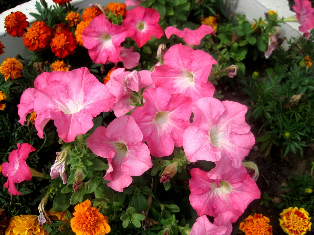 Цветы лета - Елена Семигина