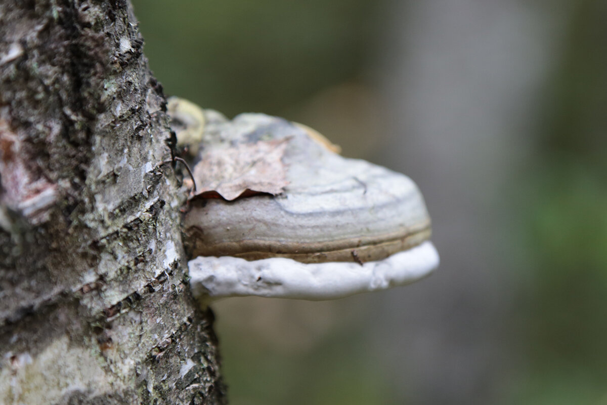 Змей в засаде - Сергей Сомихин
