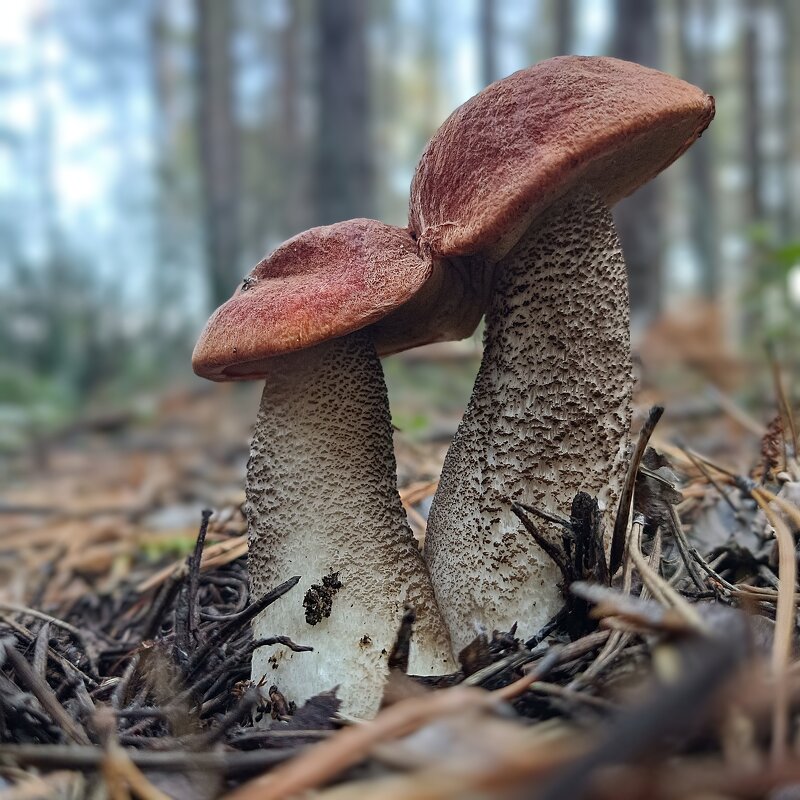 Милая находка... - Ирина *