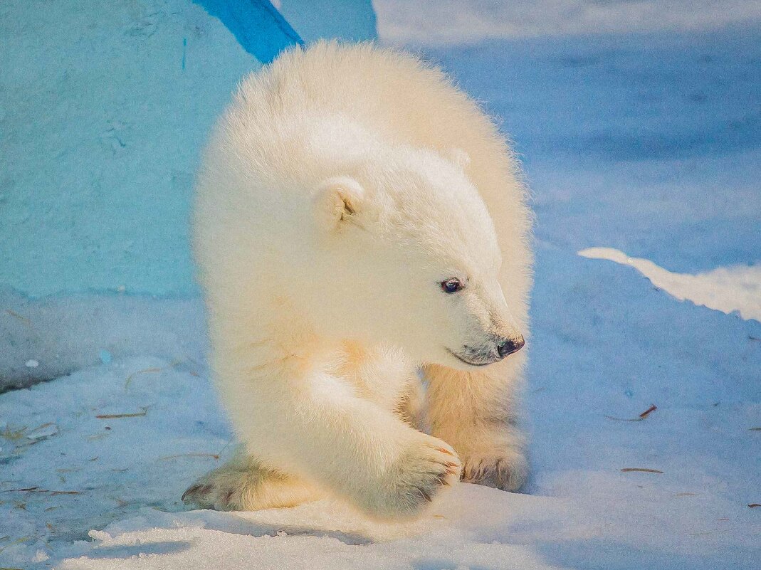 декабрьский - Аркадий Лаптенко