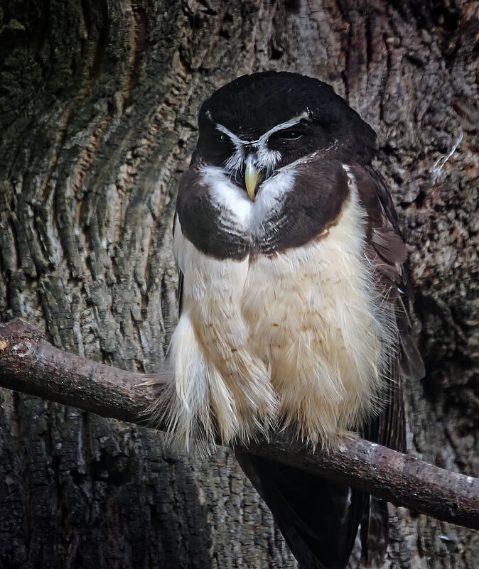 Очковая неотропическая сова - Андроник Александр 
