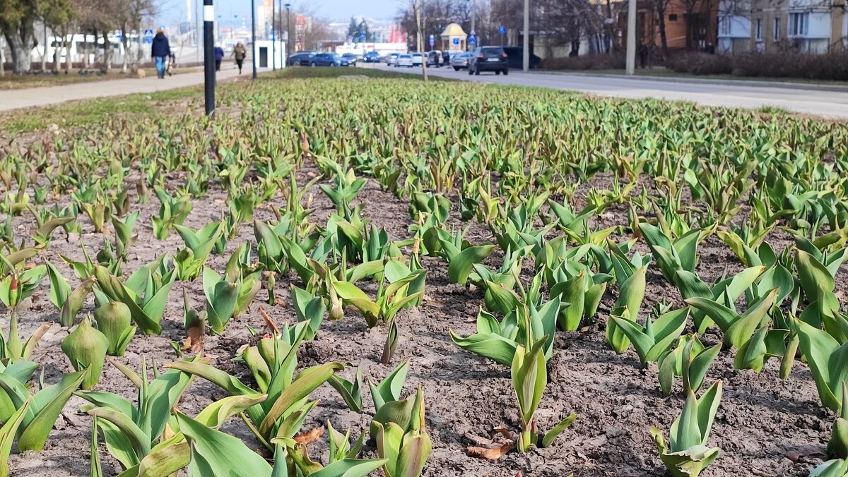 ,,, - Сергей Тимоновский