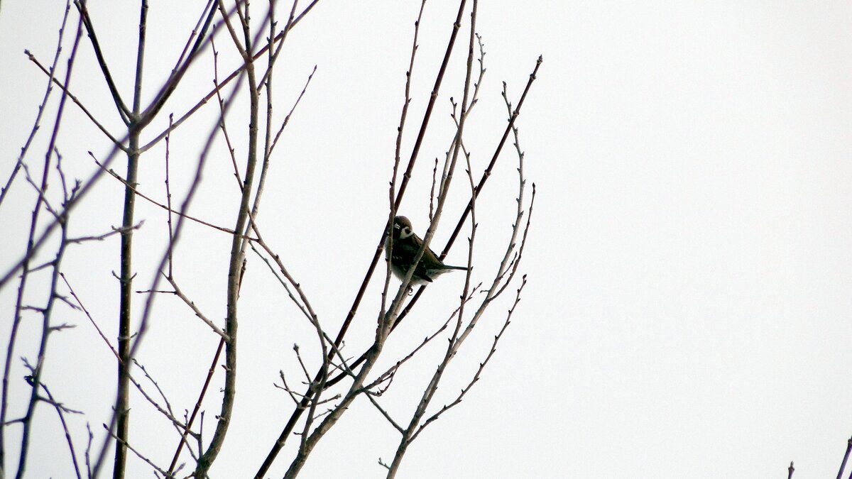 воробушек - Наталья Штанулина