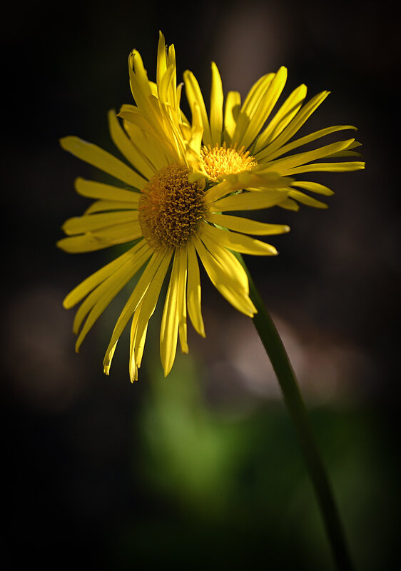....близнецы - Aleksandr .