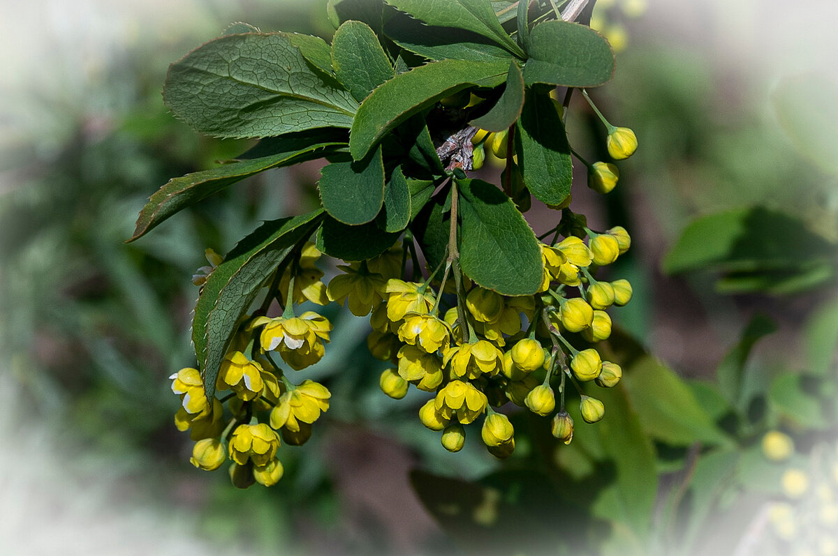 барбарис - Aleksandr . барбарис - Aleksandr .