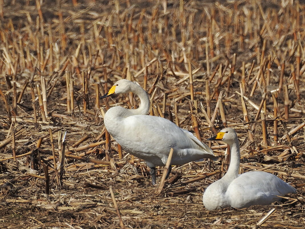 прилетели журавли и лебедь-кликун - ИННА ПОРОХОВА прилетели журавли и лебедь-кликун - ИННА ПОРОХОВА