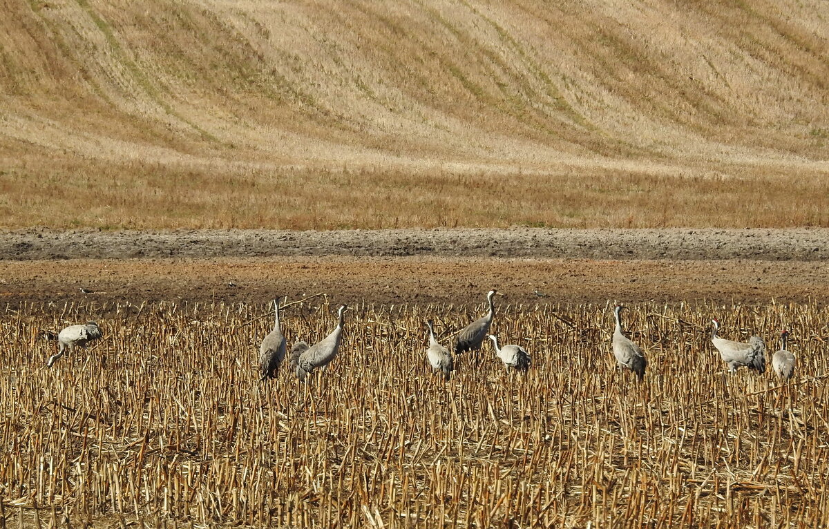 прилетели журавли и лебедь-кликун - ИННА ПОРОХОВА прилетели журавли и лебедь-кликун - ИННА ПОРОХОВА