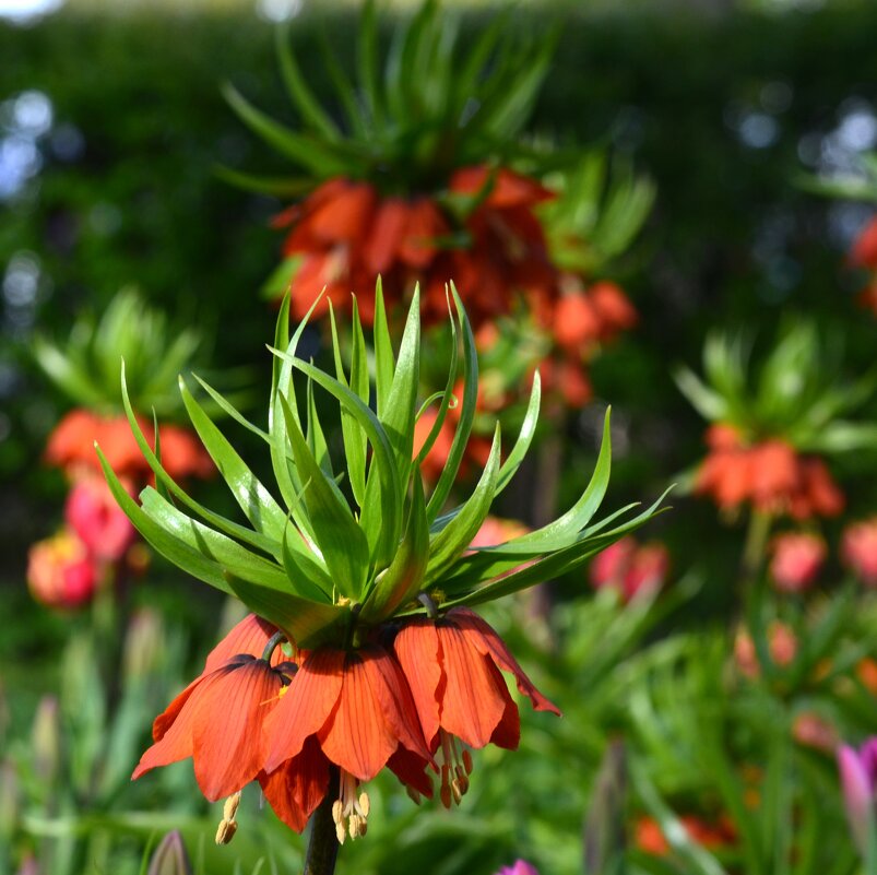 Рябчикки - Таня Фиалка