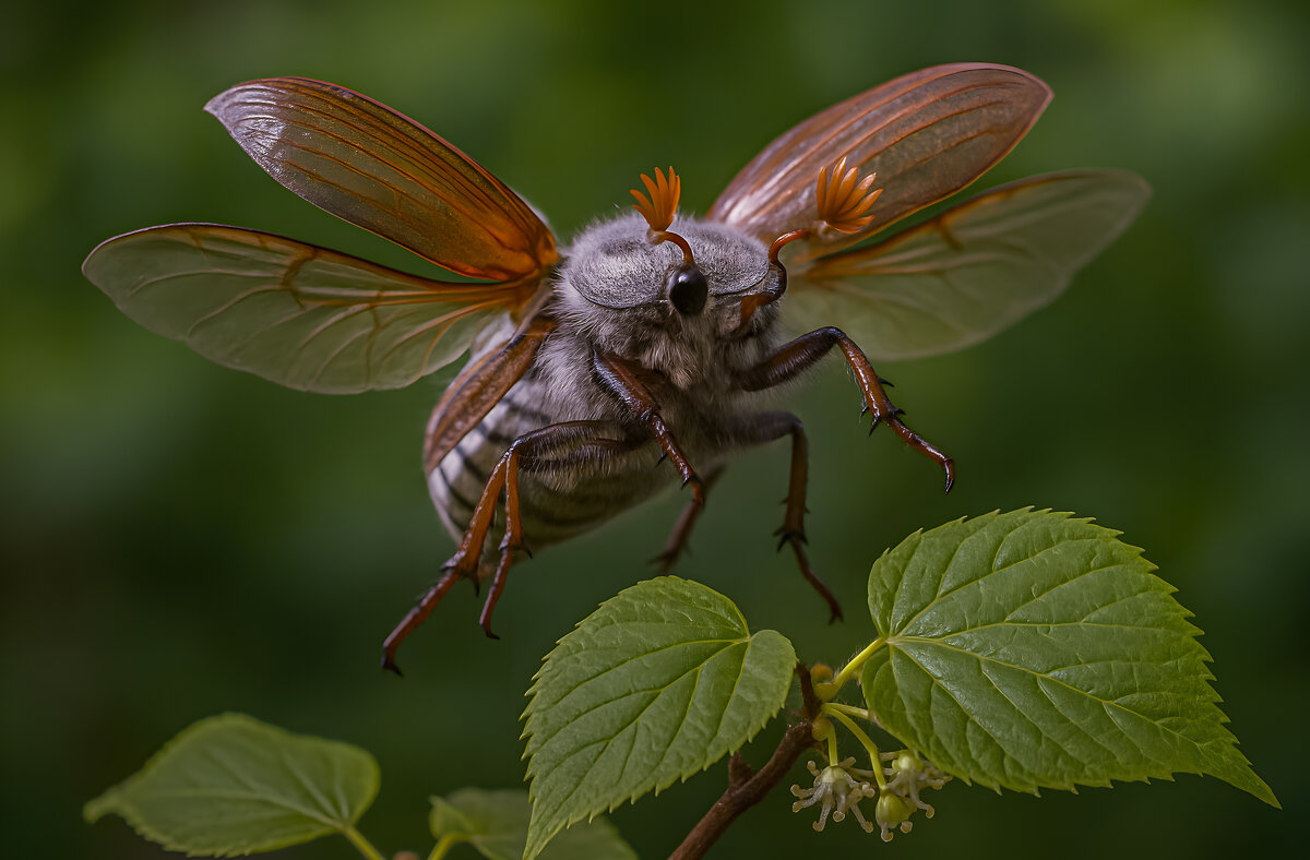 Майский жук в полёте - Aleksey Afonin
