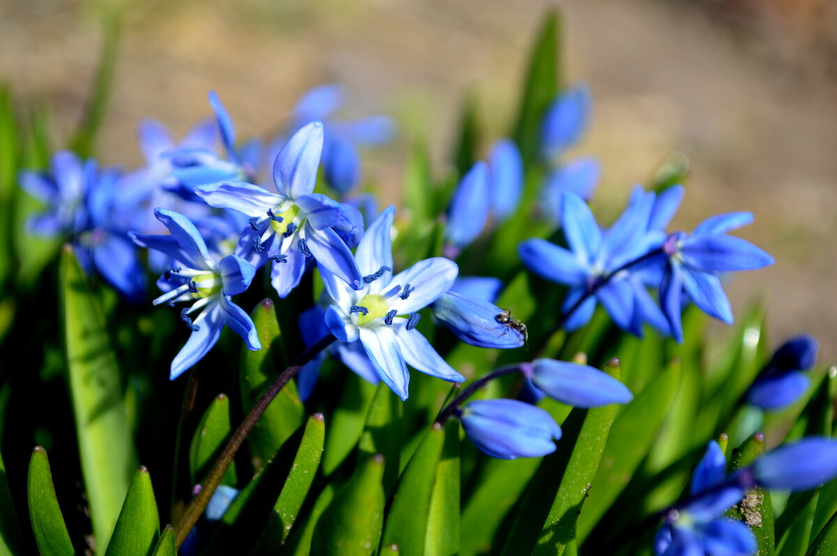 Вылезайте, муравьи, после зимней стужи! - Татьяна Лютаева