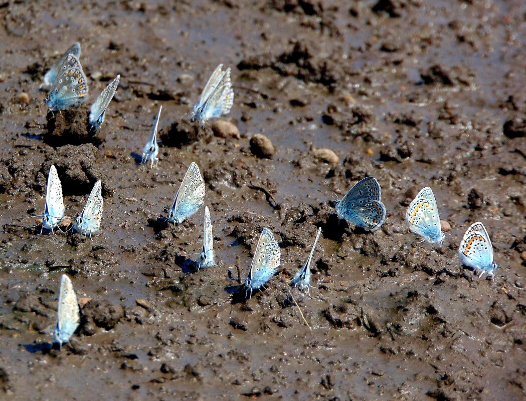 Жажда замучила. - nadyasilyuk Вознюк