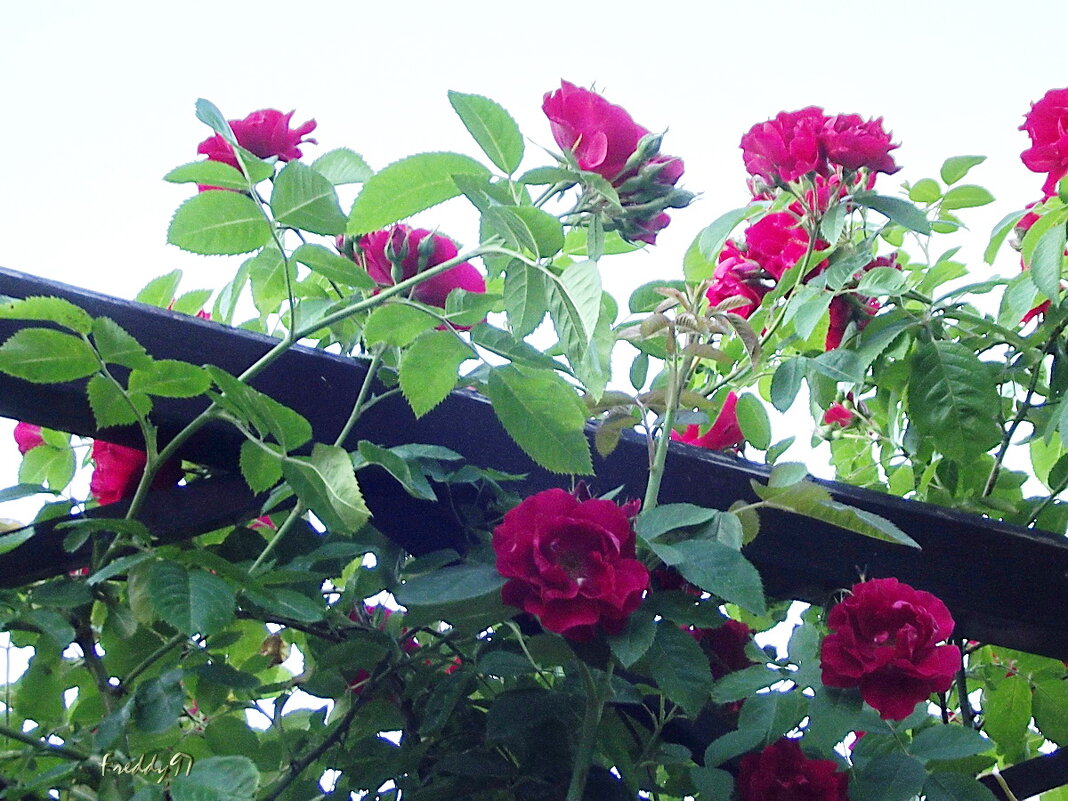 Розы - Freddy 97