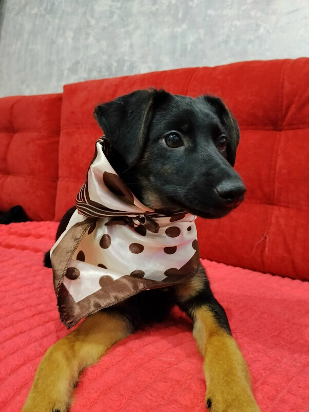 *** - Андрей Л. В.