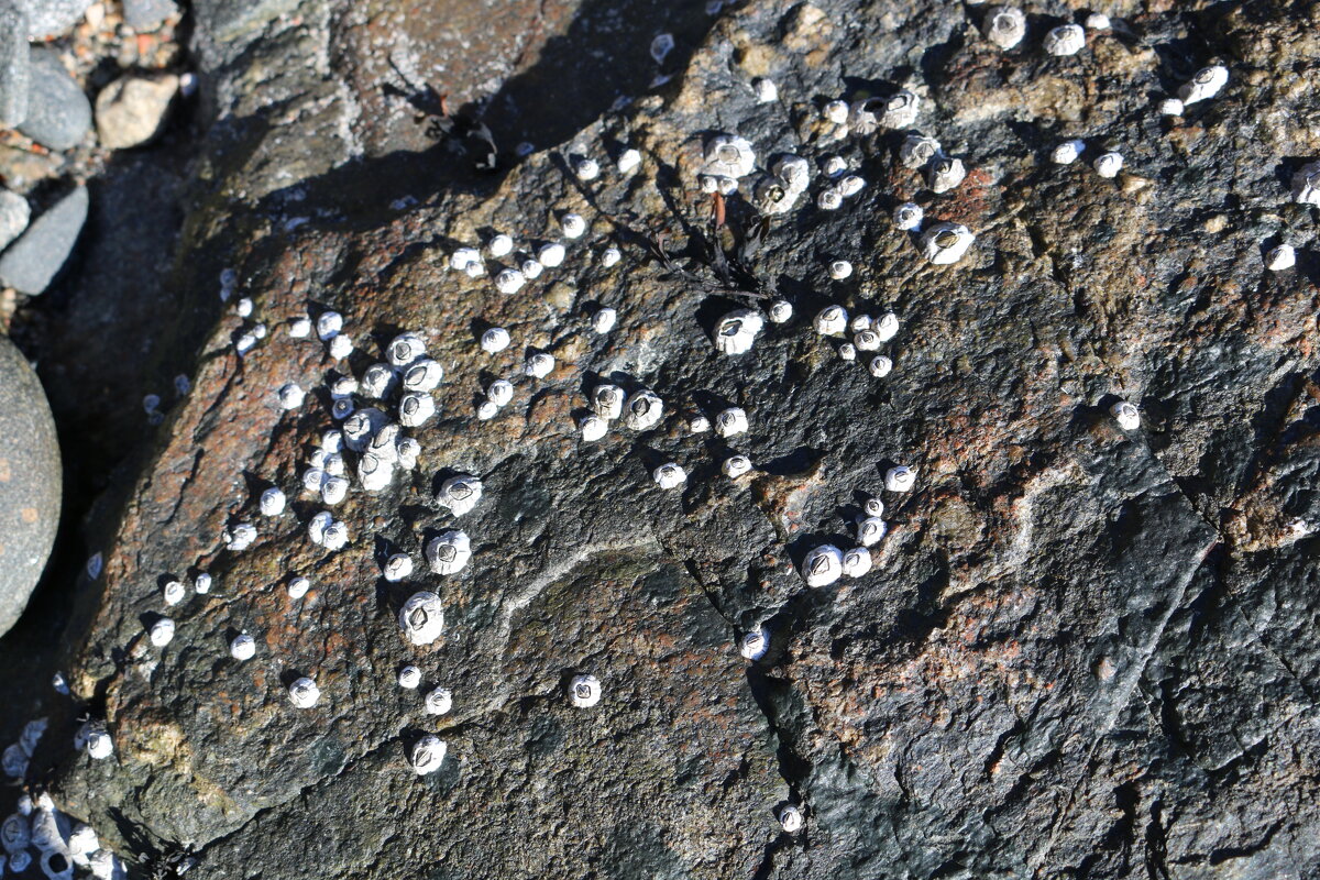 Колонии балянусов - Ольга 