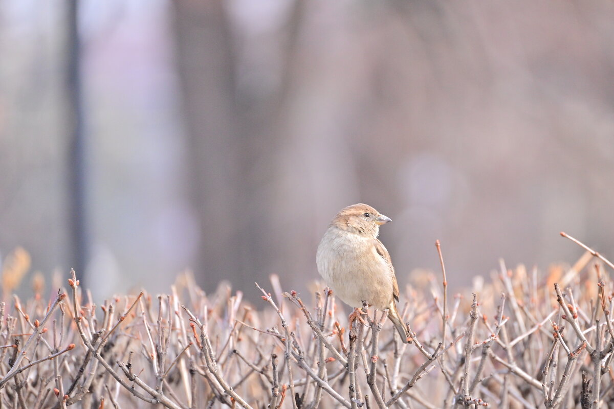 *** - Владислав Левашов