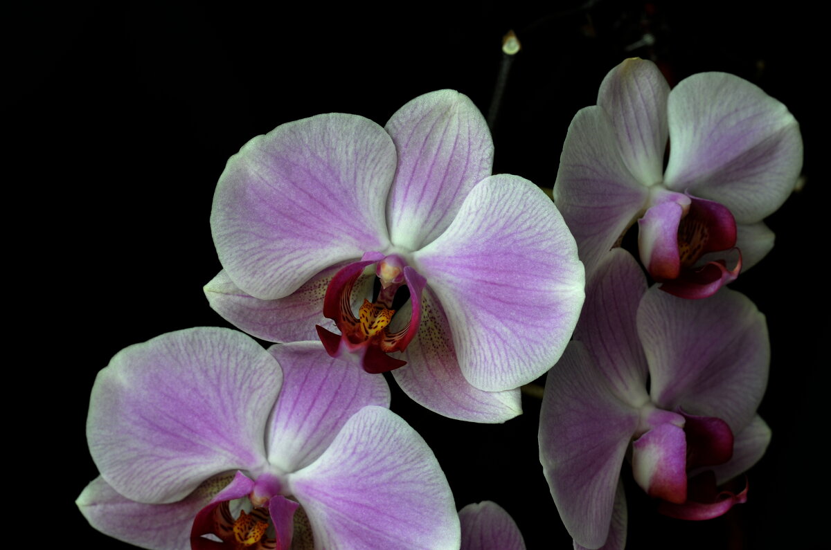 Орхидея - Мишель71 