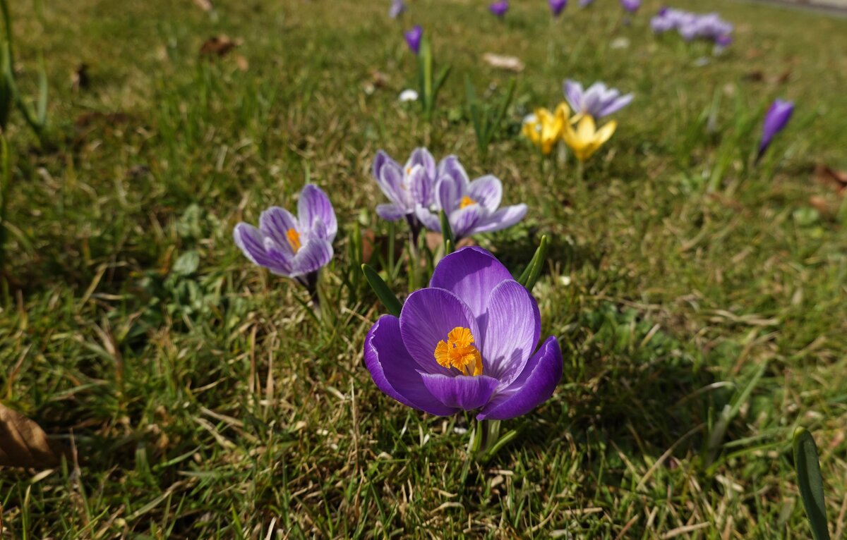 В природе происходит нечто изумительное, трогательное... - Галина 