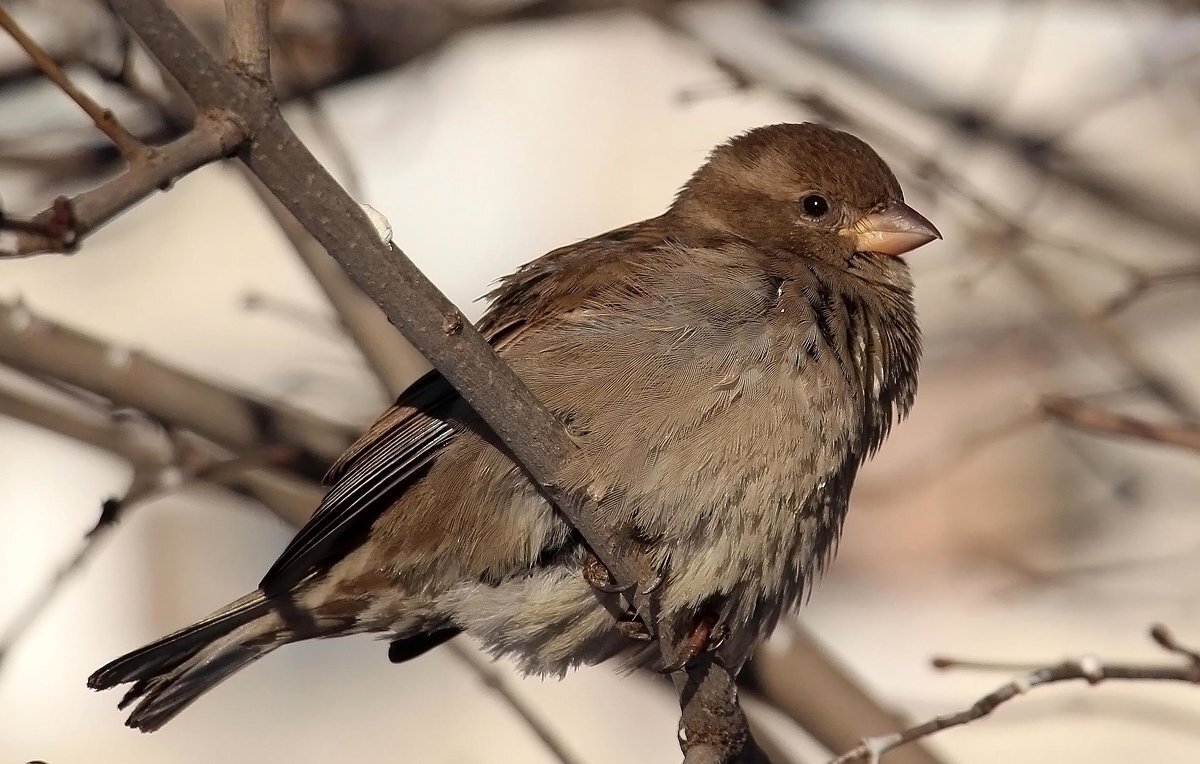 Passer - Олегъ Петрович