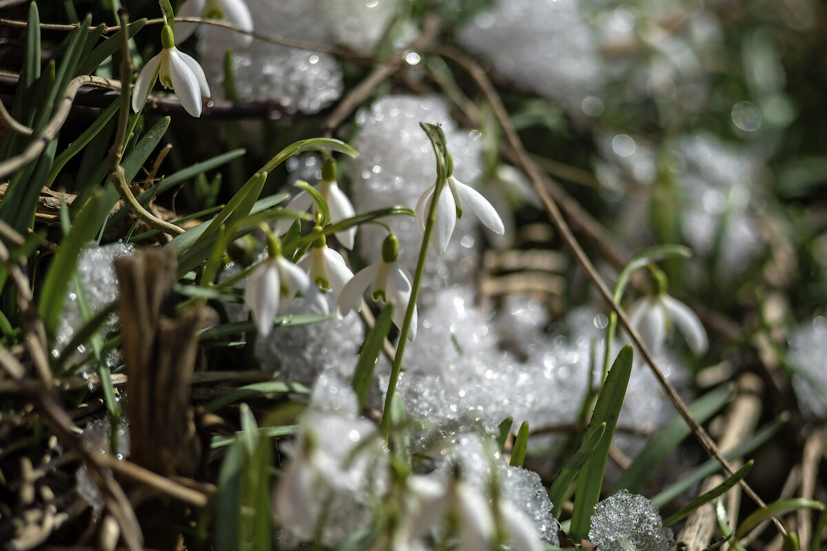 Первые - sorovey Sol