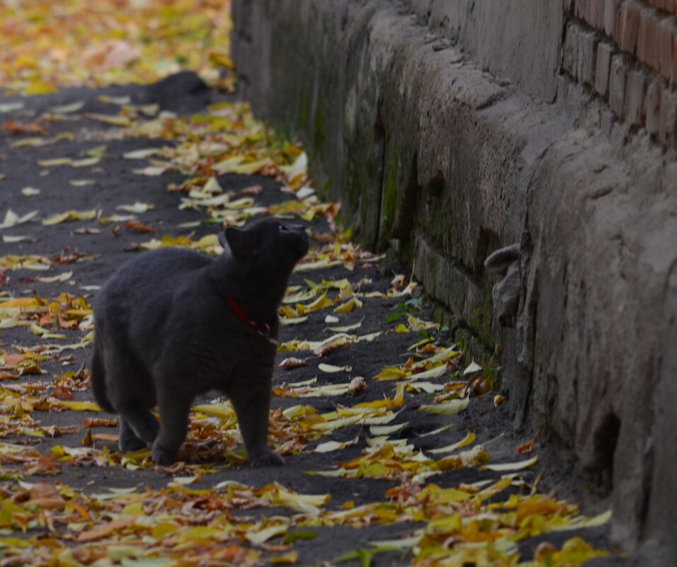 Гуляет - Savayr 