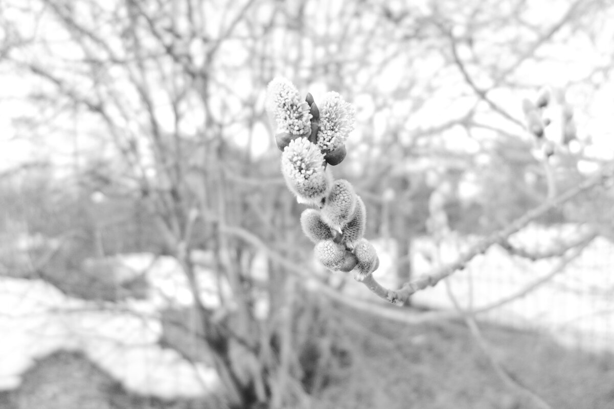 Мечты о ч/б лейке 73. - Михаил Елочкин