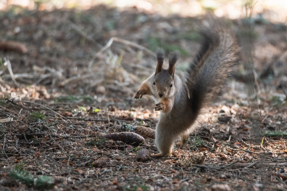 Утренняя гимнастика. - Виктор Евстратов