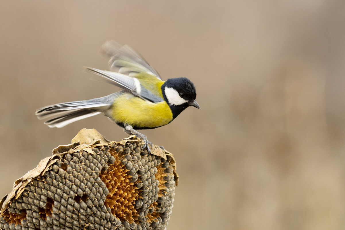 *** - Валерий Черняк