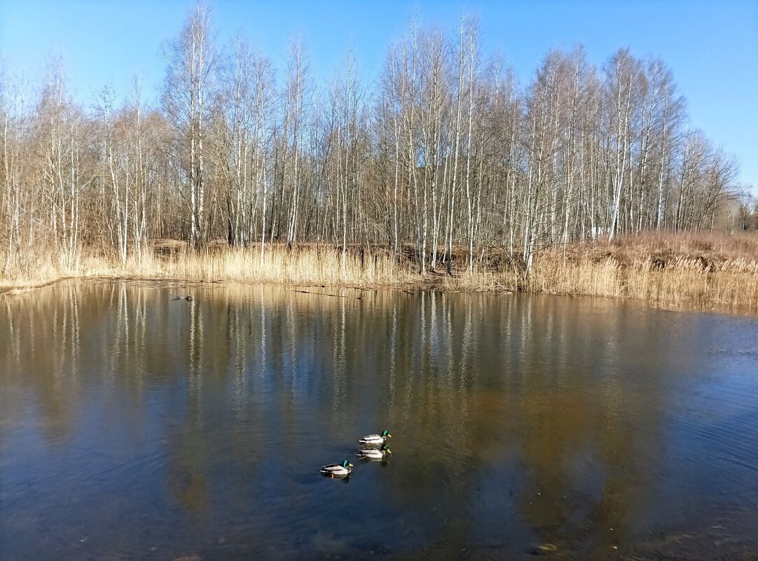 В поисках невест ) - Veera V