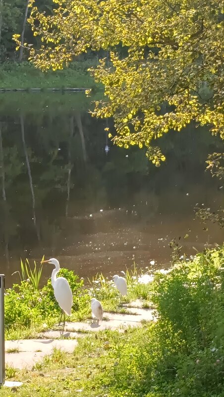 семейка - Галина R...