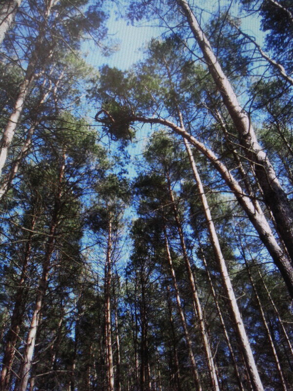 Уходящие в высь - Людмила Смородинская