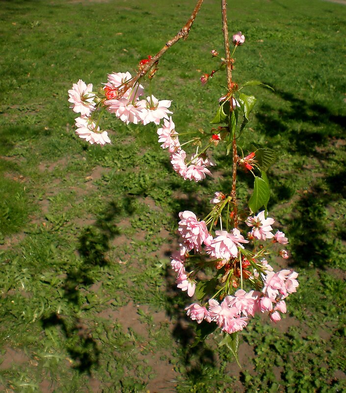 Весна - Роман Савоцкий