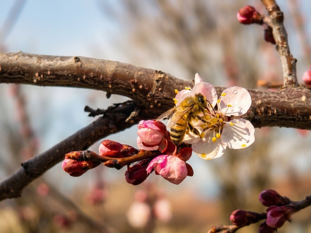Абрикос рождается - Валерий Ткаченко
