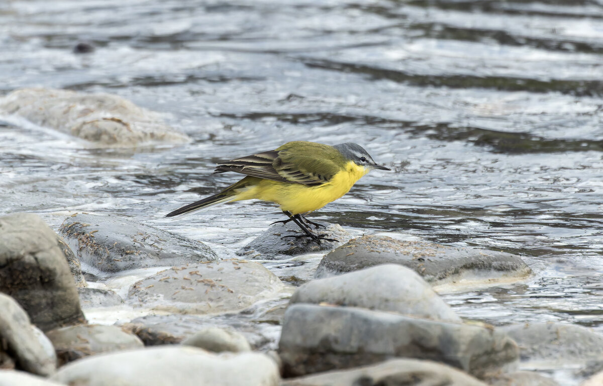 желтая трясогузка - юрий макаров