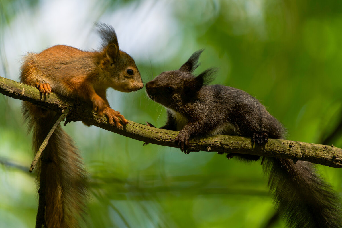 Беличьи нежности - Виктория Беличьи нежности - Виктория