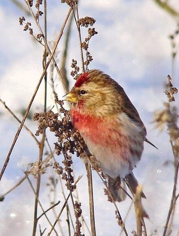 чечётка - gawrilа - dan