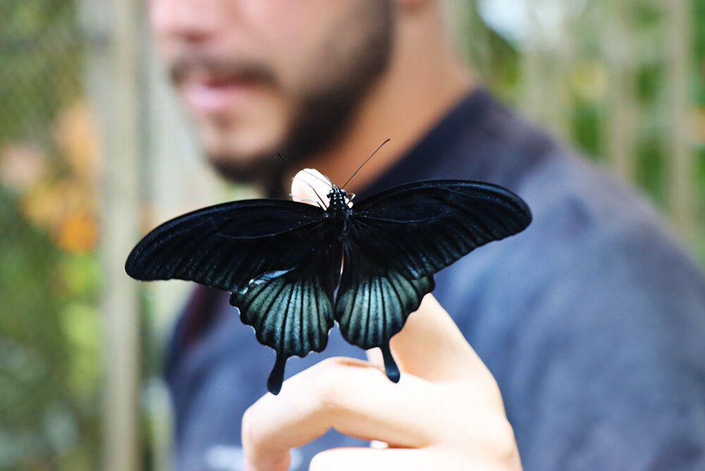 В парке бабочек - Галина Ильясова В парке бабочек - Галина Ильясова