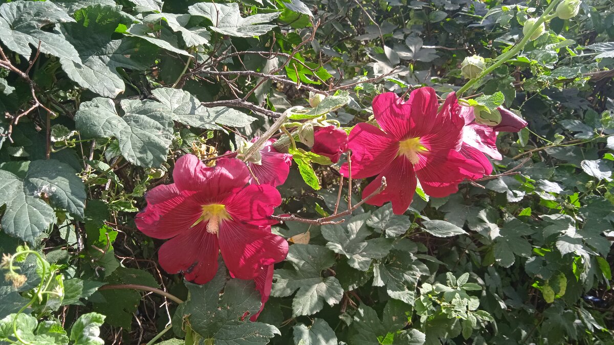 сентябрь - Елена Шаламова сентябрь - Елена Шаламова