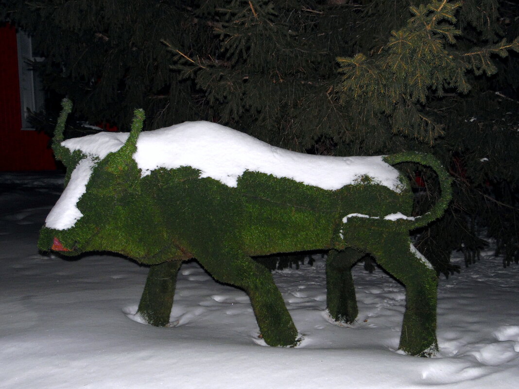 Бычок....племенной. - nadyasilyuk Вознюк